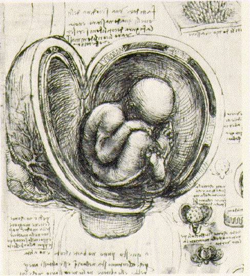488x539 Webmuseum Leonardo Da Vinci From Sketches To Paintings - Leonardo Sketches