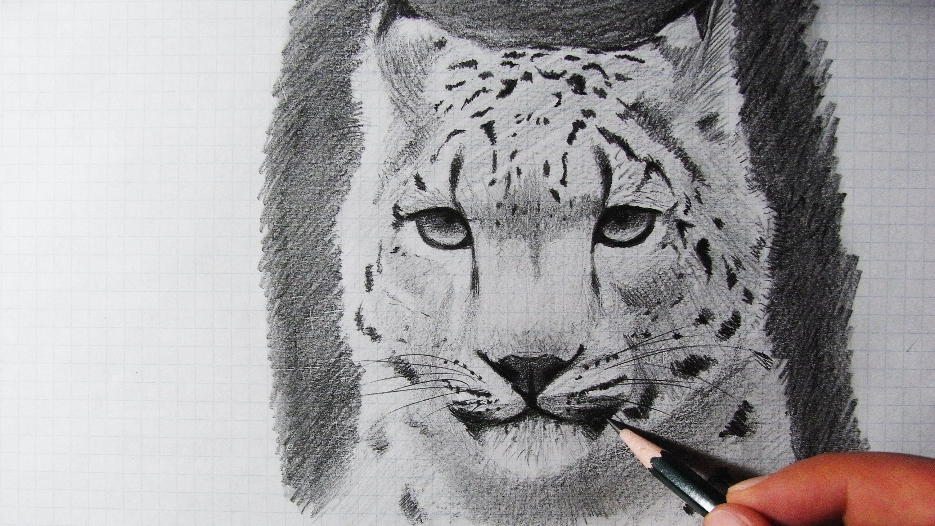 3013x1695 How To Draw A Snow Leopard (Speed Drawing) - Leopard Face Sketch