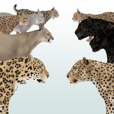 400x400 How To Draw Animals Big Cats, Their Anatomy And Patterns - Leopard Face Sketch