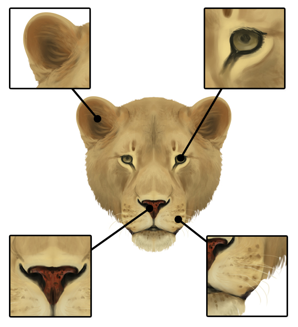 600x659 How To Draw Animals Big Cats, Their Anatomy And Patterns - Leopard Face Sketch