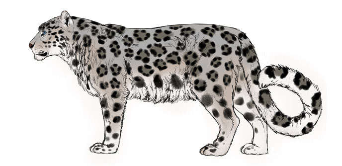 688x334 How To Draw Big Cats Lions, Tigers, Cheetahs, And Much More - Leopard Face Sketch