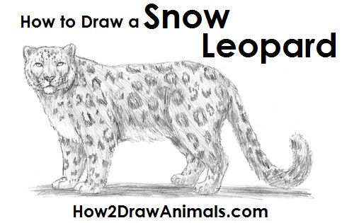 500x315 How To Draw A Snow Leopard - Leopard Face Sketch