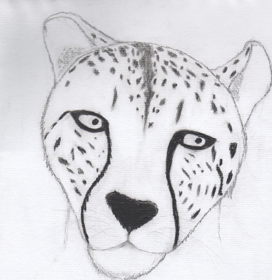 Leopard Face Sketch at PaintingValley.com | Explore collection of ...