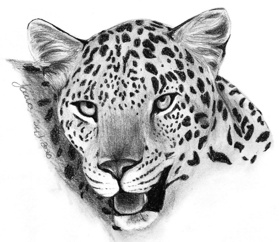 900x783 Leopard Face Drawings - Leopard Face Sketch