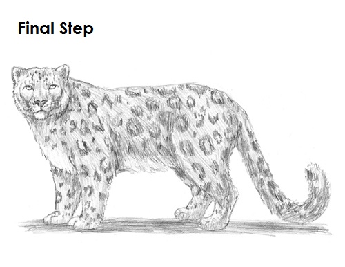 500x386 Collection Of Snow Leopard Drawing Easy High Quality, Free - Leopard Face Sketch