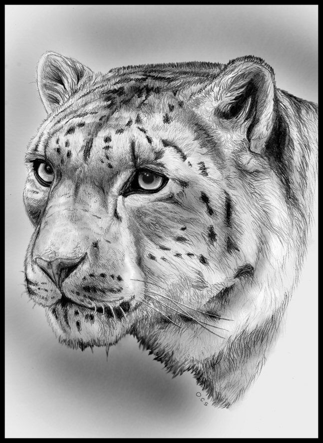 647x887 Snow Leopard Pencil Portrait. Mayc. Aruba Local Artist - Leopard Face Sketch