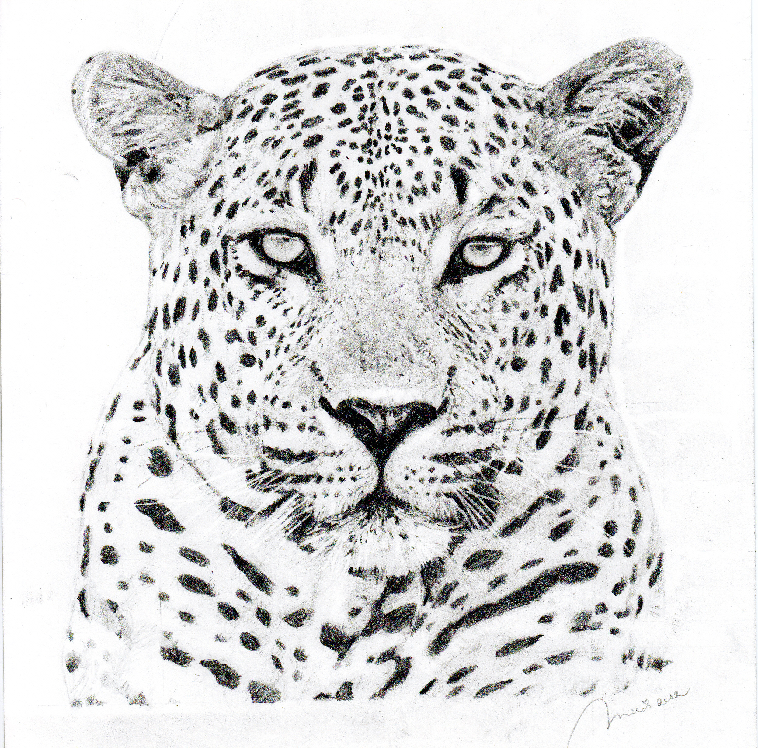 2492x2461 Tiger Side Face Sketch - Leopard Face Sketch