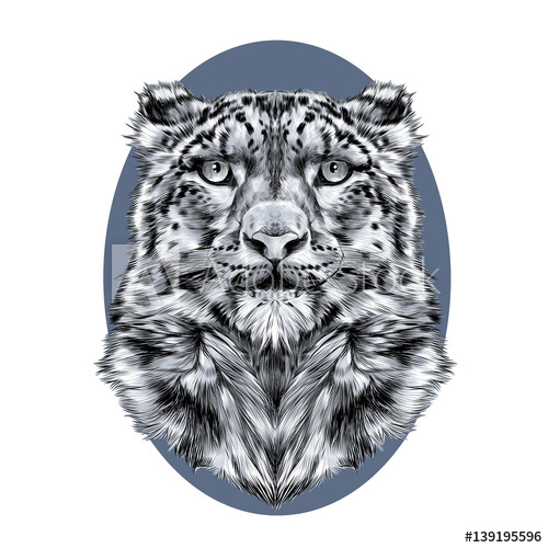 500x500 The Head Of The Snow Leopard, Full Face, Symmetry, Black And White - Leopard Face Sketch
