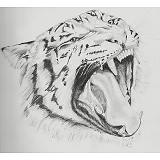 320x320 Buy Leopard Face Drawing Online - Leopard Face Sketch