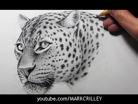 480x360 Drawing Time Lapse Leopard - Leopard Face Sketch
