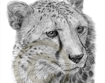 340x270 Drawn Cheetah Pencil Sketch - Leopard Face Sketch