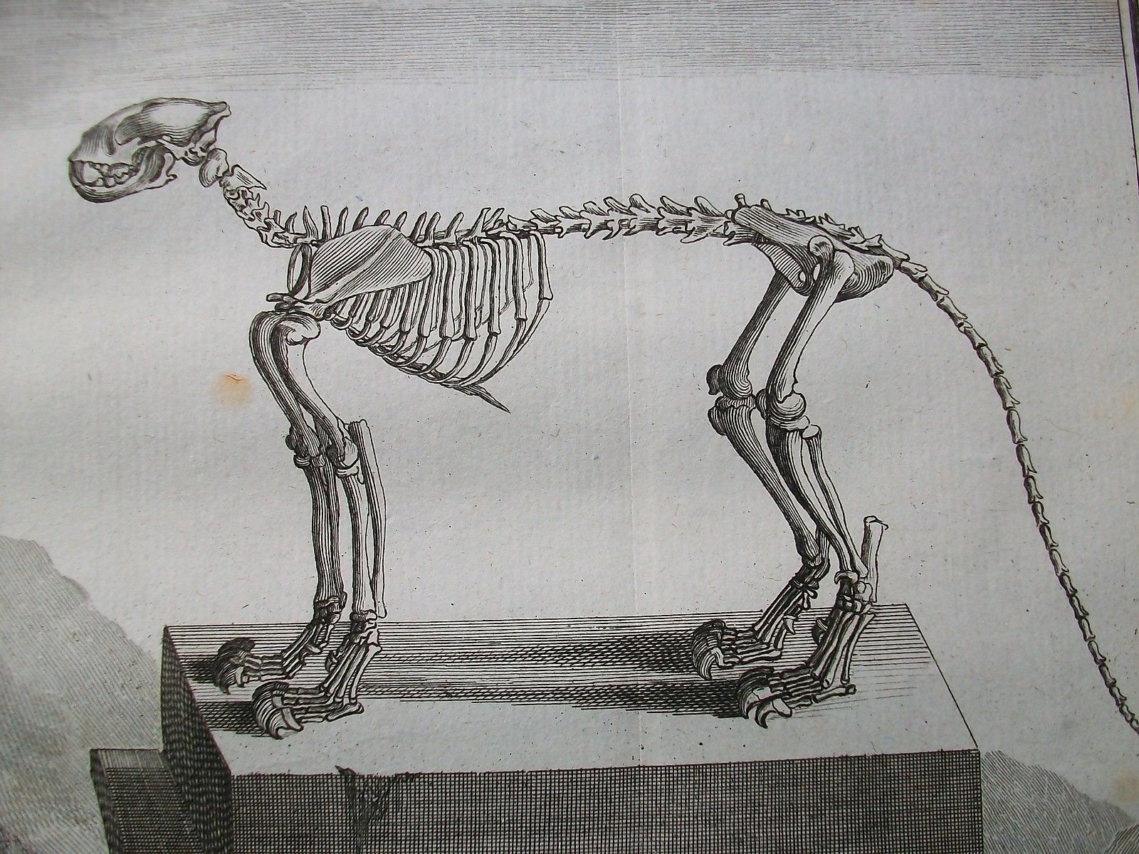 1600x1200 Fierce The History Of Leopard Print - Leopard Print Sketch