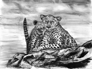 386x290 Leopard Print By Jon Ciarletta American Giclee Gallery - Leopard Print Sketch
