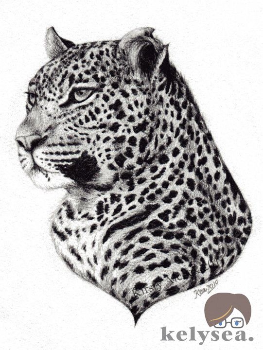 541x720 Leopard Sketch By Kelysea Things I Might Draw - Leopard Sketch