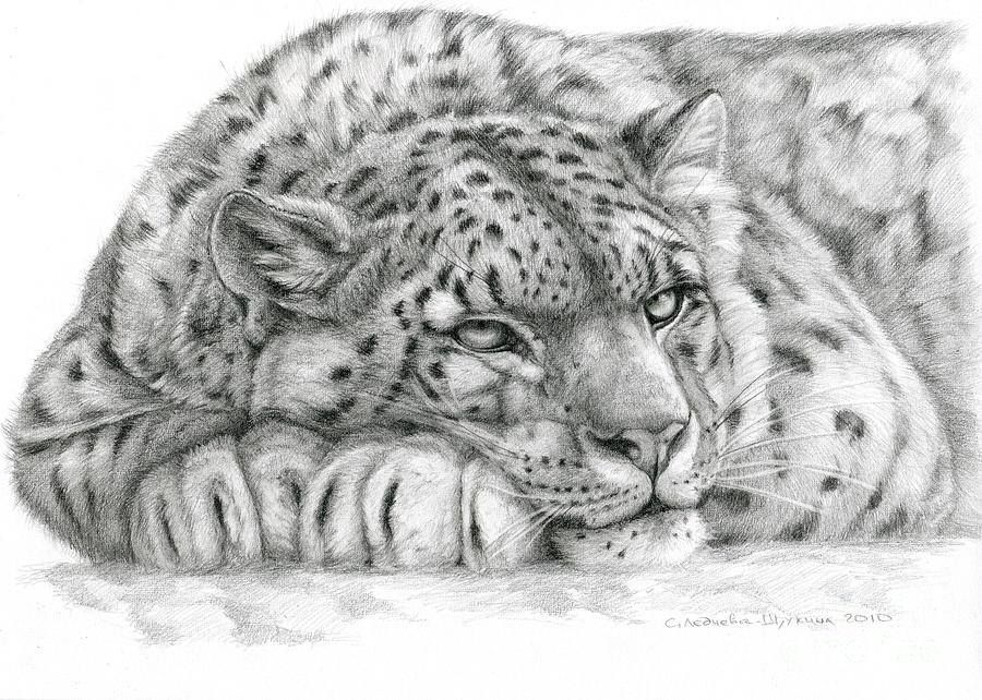 900x642 Leopard Sleeping Tygryski Art, Drawings And Cat - Leopard Sketch