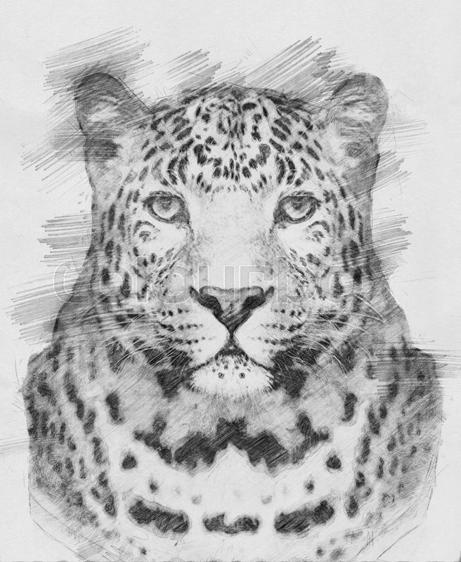 656x800 Leopard. Black And White Sketch With Pencil Stock Photo Colourbox - Leopard Sketch