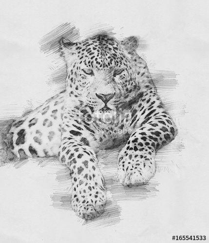 429x500 Leopard. Sketch With Pencil Stock Photo And Royalty Free Images - Leopard Sketch