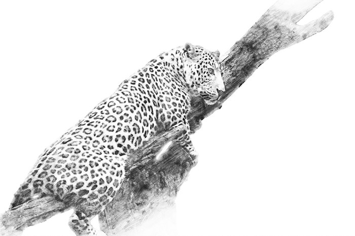 700x466 Leopard. Sketch With Pencil Wall Mural We Live To Change - Leopard Sketch