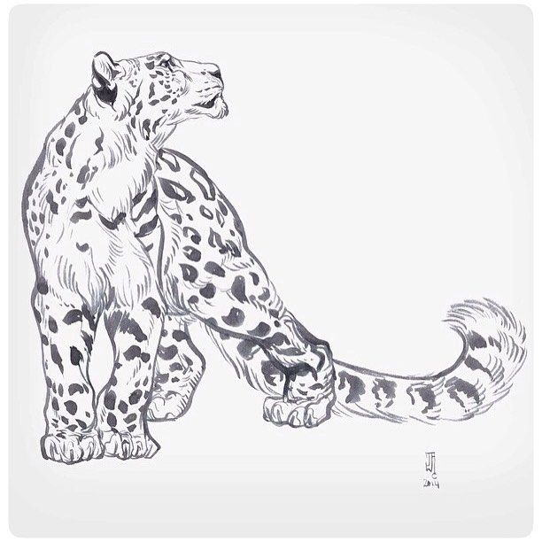 612x612 Old Snow Leopard Sketch That I Drew With A Pentel Aquash As A Gift - Leopard Sketch
