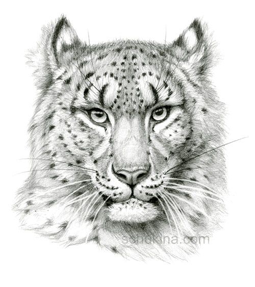 500x563 Snow Leopard Sketch Portrait By On - Leopard Sketch