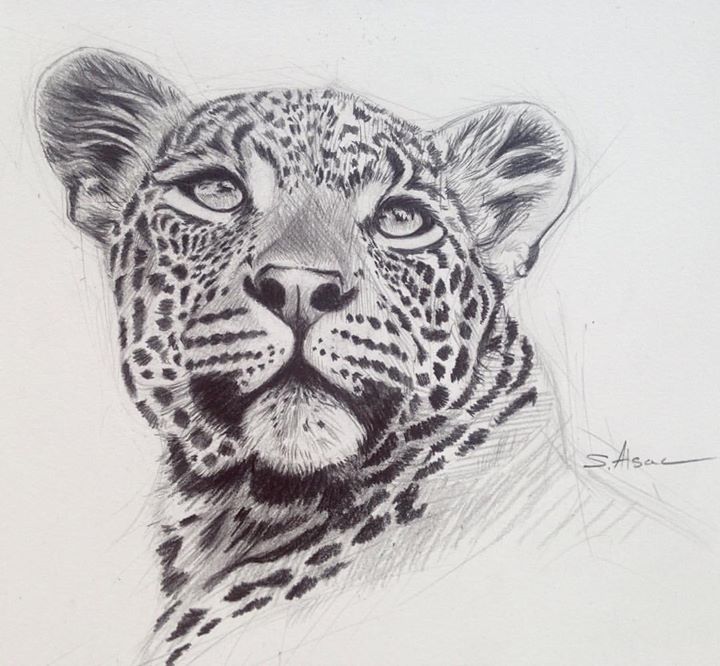 720x666 Leopard - Leopard Sketch