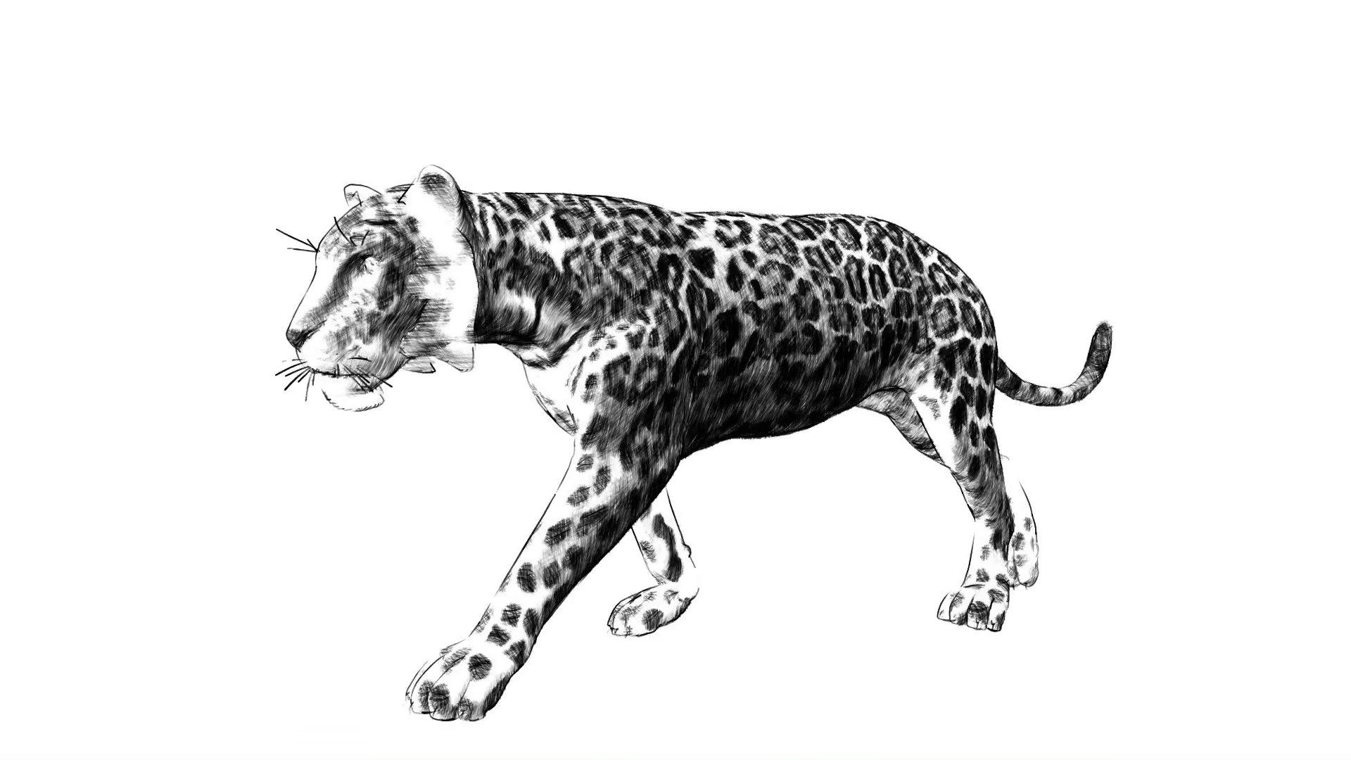 1920x1080 Leopard Drawing Animation Sketch Motion Background - Leopard Sketch