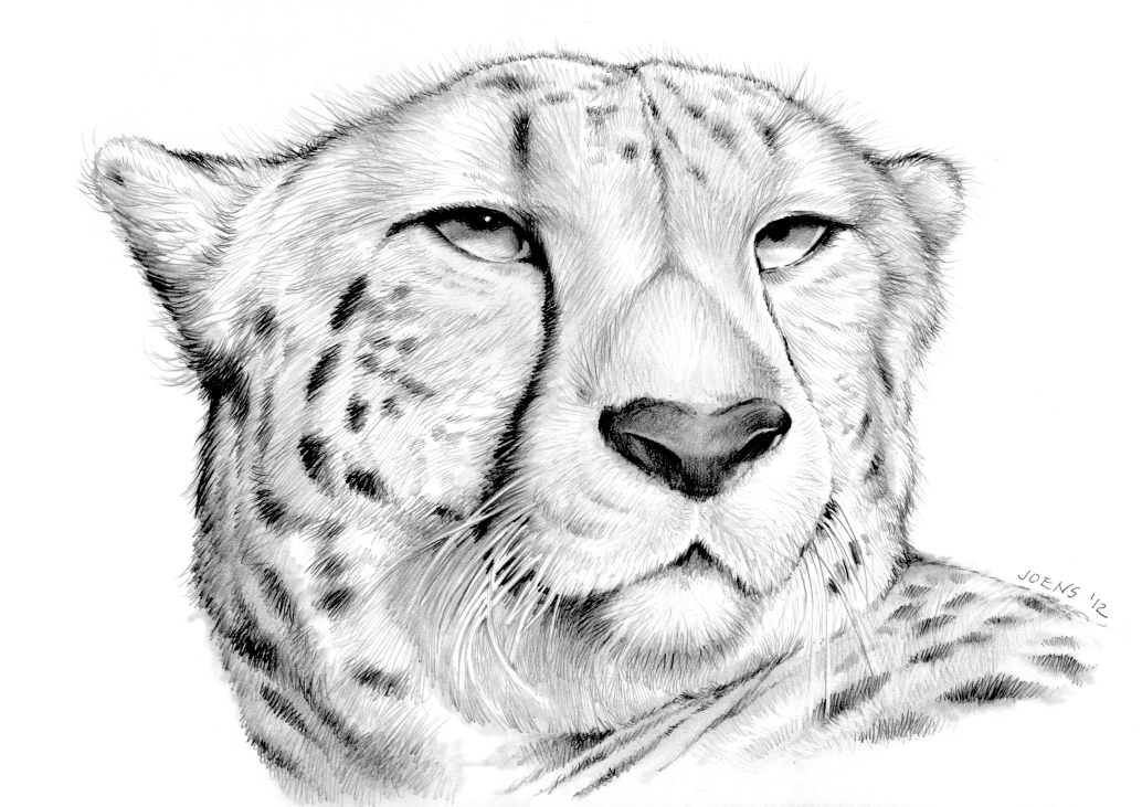 1034x731 Leopard Sketch - Leopard Sketch