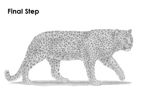 500x354 How To Draw A Leopard - Leopard Sketch