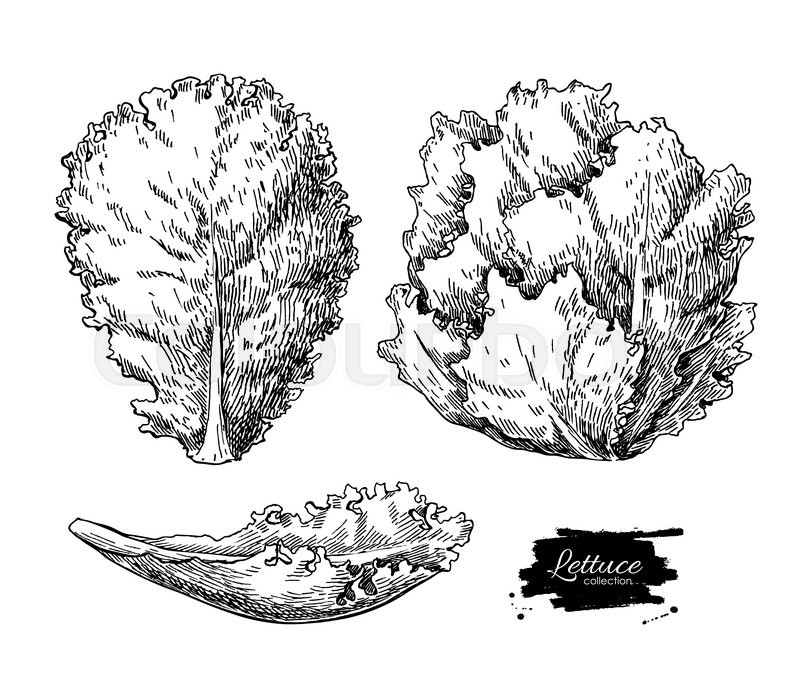 800x696 Lettuce Hand Drawn Vector Illustrations Set. Vegetable Engraved - Lettuce Sketch