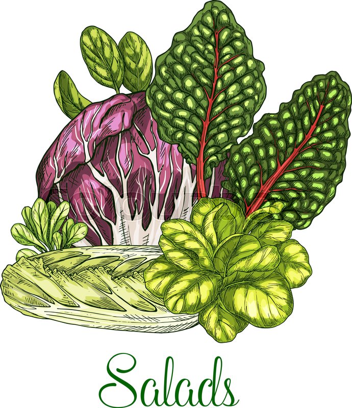 690x800 Lettuce Salads Vector Poster Sketch Of Leafy Vegetables Corn Salad - Lettuce Sketch