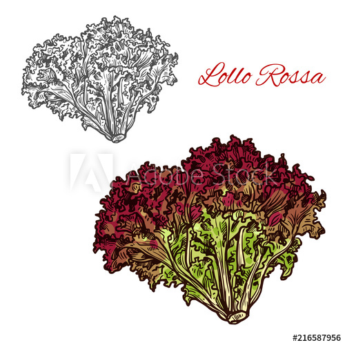 500x500 Red Lollo Rossa Lettuce Leaf Vegetable Sketch - Lettuce Sketch