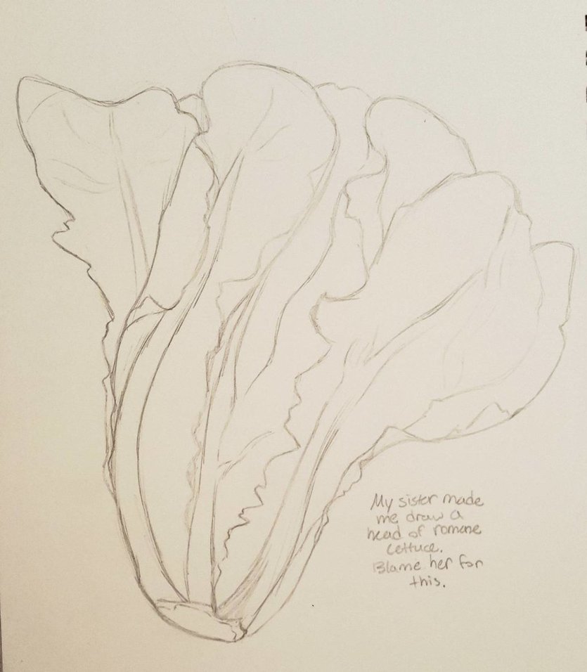 835x956 Romaine Lettuce By Badgerwhitetail13 - Lettuce Sketch