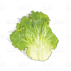 300x300 Salad Leaf Green Color Sketch Draw Isolated Over White Gm Lazttweet - Lettuce Sketch