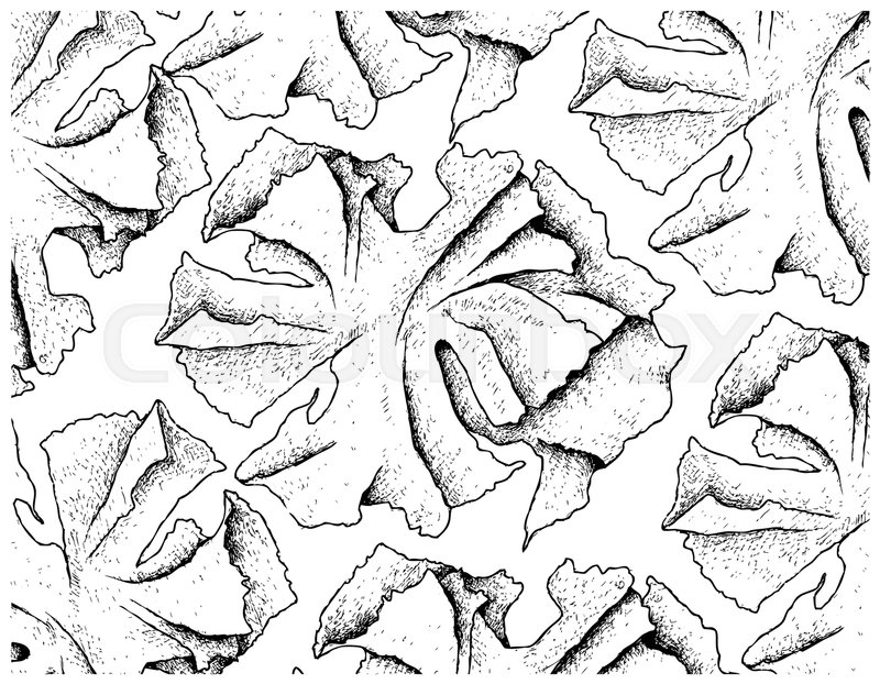 800x622 Sea Vegetables, Illustration Background Of Hand Drawn Sketch Sea - Lettuce Sketch