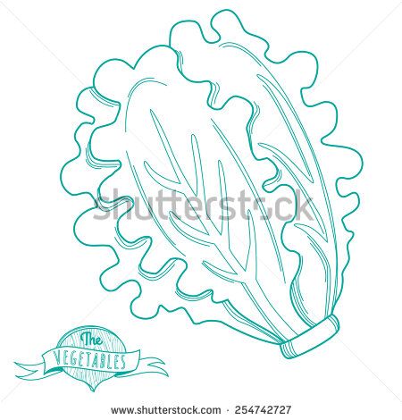 450x470 Vector Illustration Outline Hand Drawn Sketch Of Lettuce (Flat - Lettuce Sketch