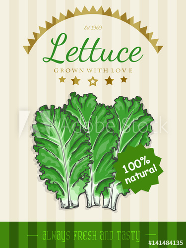 375x500 Vector Poster With A Lettuce In A Sketch Style - Lettuce Sketch