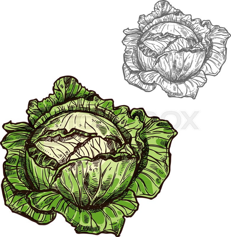 780x800 Cabbage Sketch Icon. Vector Isolated Symbol Of Fresh Farm Grown - Lettuce Sketch
