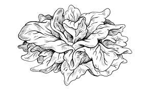 286x176 Lettuce Sketch Lechugas Lettuce And Sketches - Lettuce Sketch