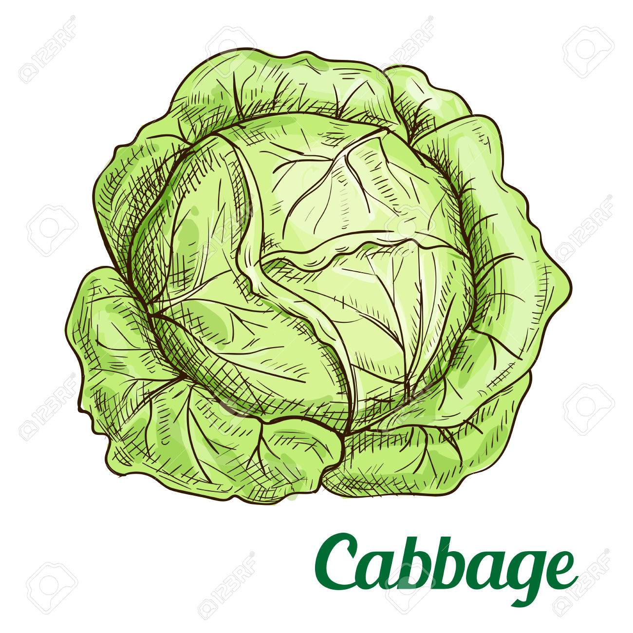 1300x1300 Collection Of Free Cabbaging Clipart Lettuce Garden. Download On - Lettuce Sketch