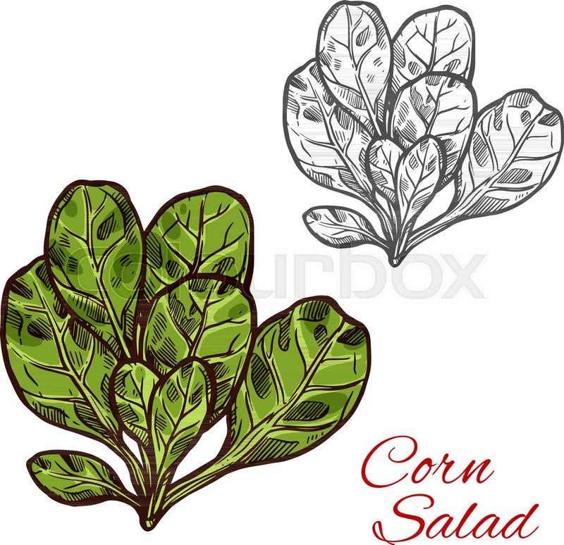 800x774 Corn Salad Lettuce Color Sketch Icon. Vector Botanical Design Of - Lettuce Sketch