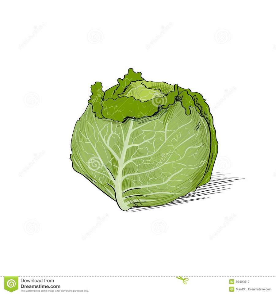 Lettuce Sketch at Explore collection of Lettuce Sketch