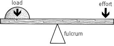 376x153 Human Anatomy Muscles How Muscles Are Named Amp Why - Lever Sketch