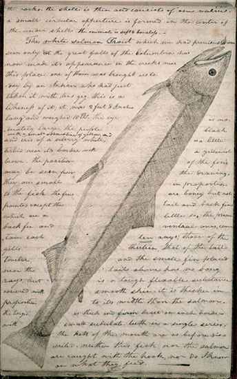 344x550 March 16, 1806 Journals Of The Lewis And Clark Expedition - Lewis And Clark Sketches