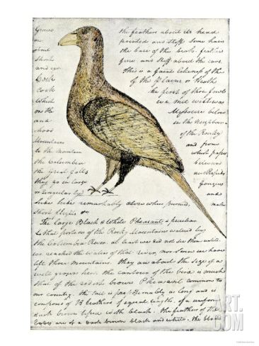 366x488 Sketch By William Clark Of Cock Of The Plains In The Lewis And - Lewis And Clark Sketches