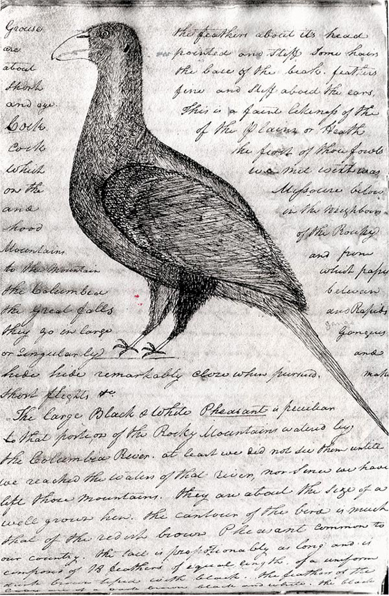 560x858 Smithsonian Education - Lewis And Clark Sketches