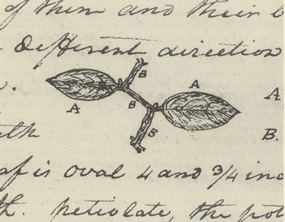 285x222 Trees And Shrubs - Lewis And Clark Sketches