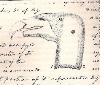 337x286 Lewis And Clark Journal Sketches - Lewis And Clark Sketches