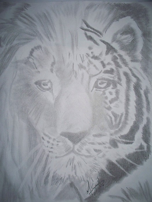 525x700 Liger Drawing By Mat Smith - Liger Sketch