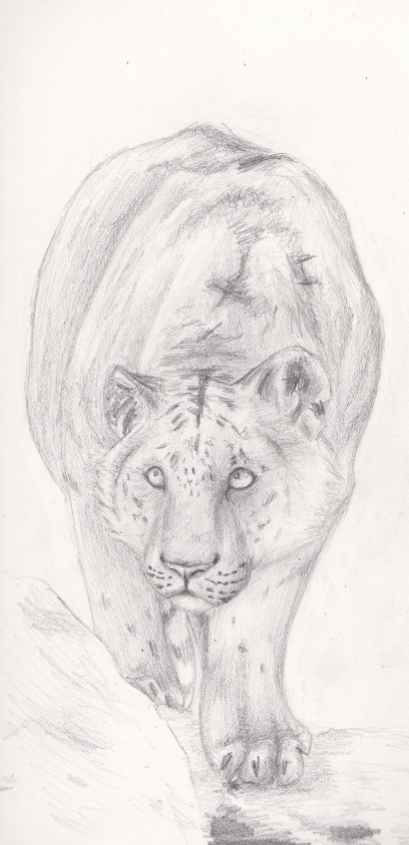 Liger Sketch at PaintingValley.com | Explore collection of Liger Sketch