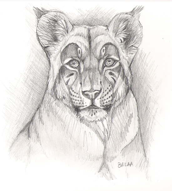 Drawing Of A Liger : Always fun to draw too. - Goimages Online